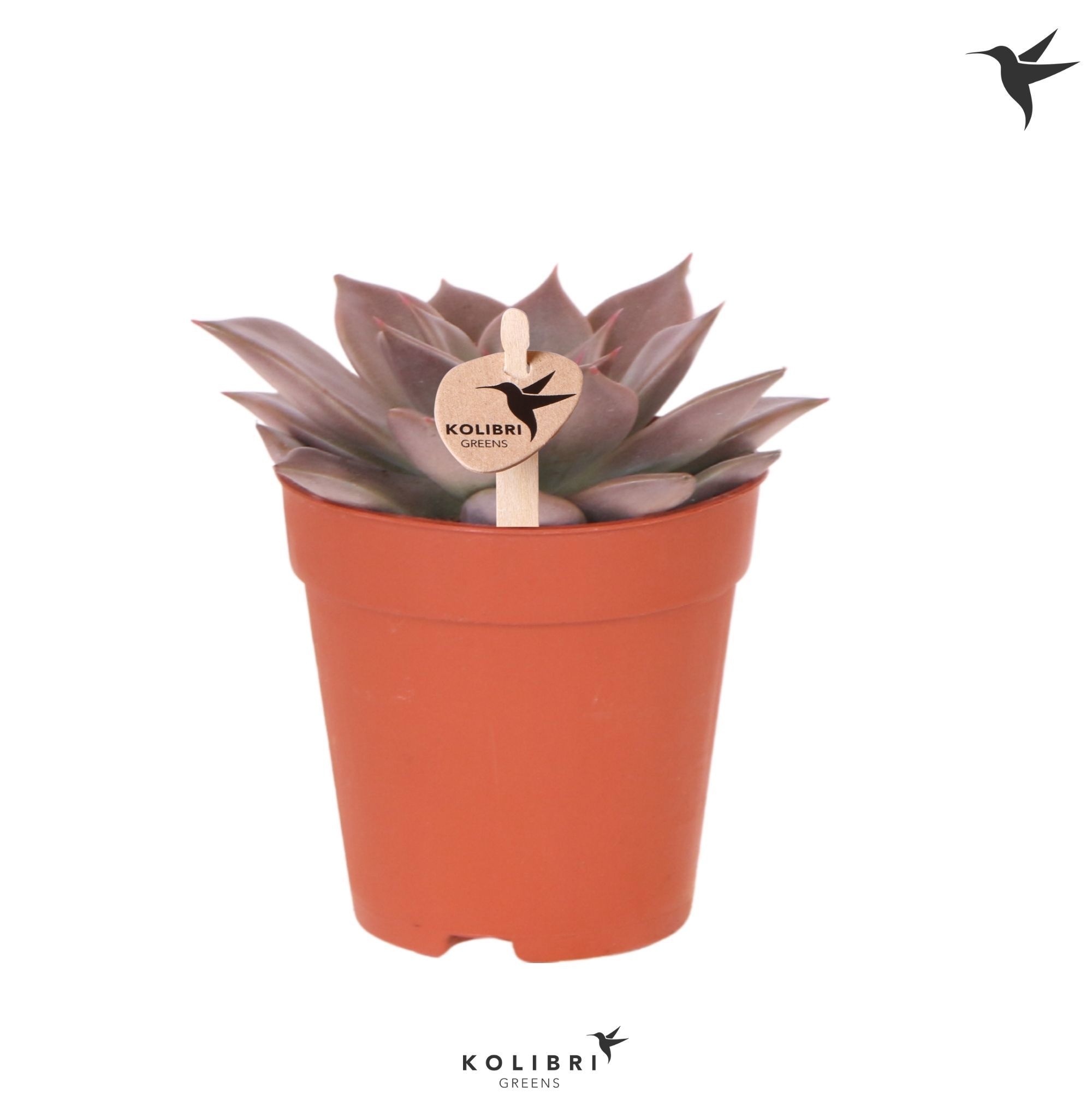 Echeveria Kolibri Greens Succulenten Echeveria Seginus