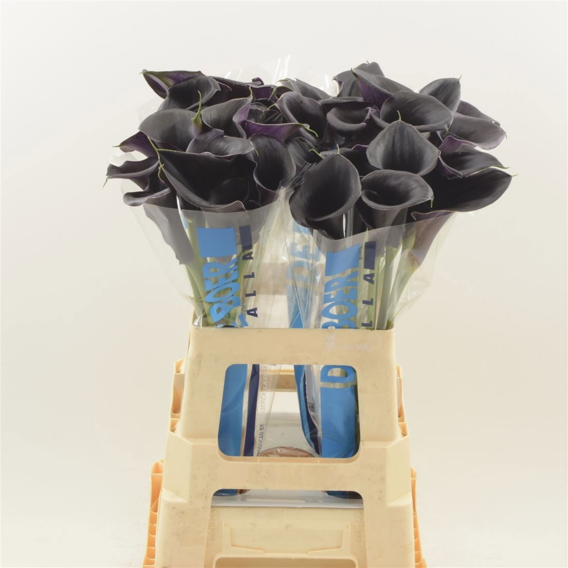 Calla Capt Beretta 65cm
