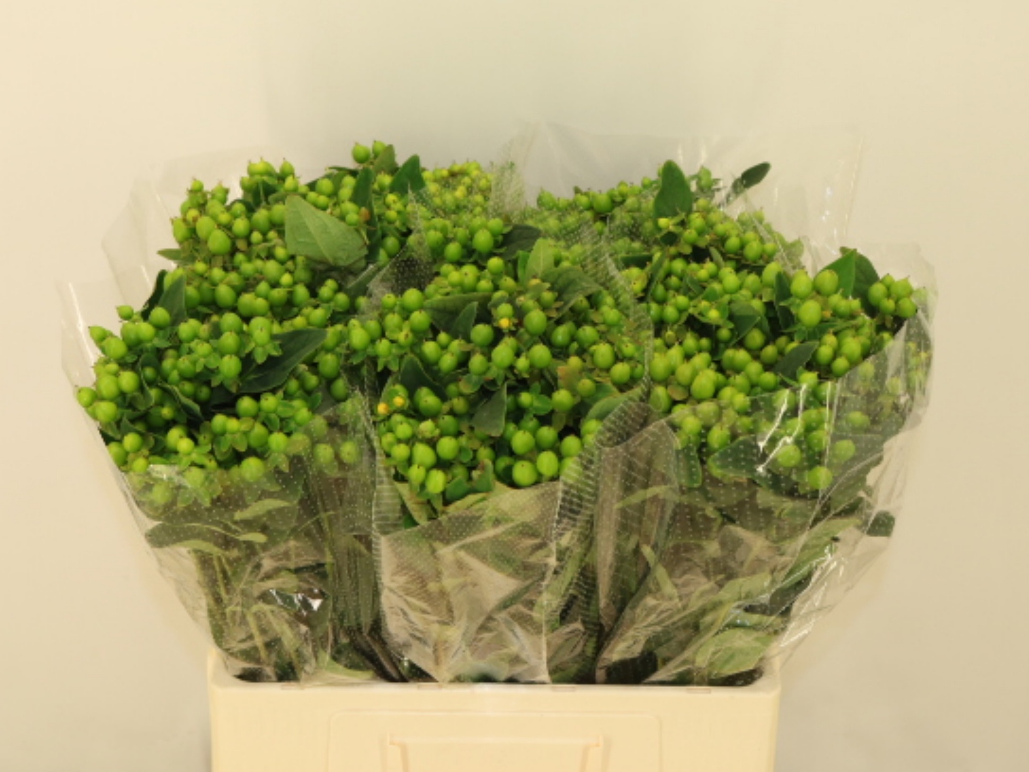 Hypericum Green Power 50cm