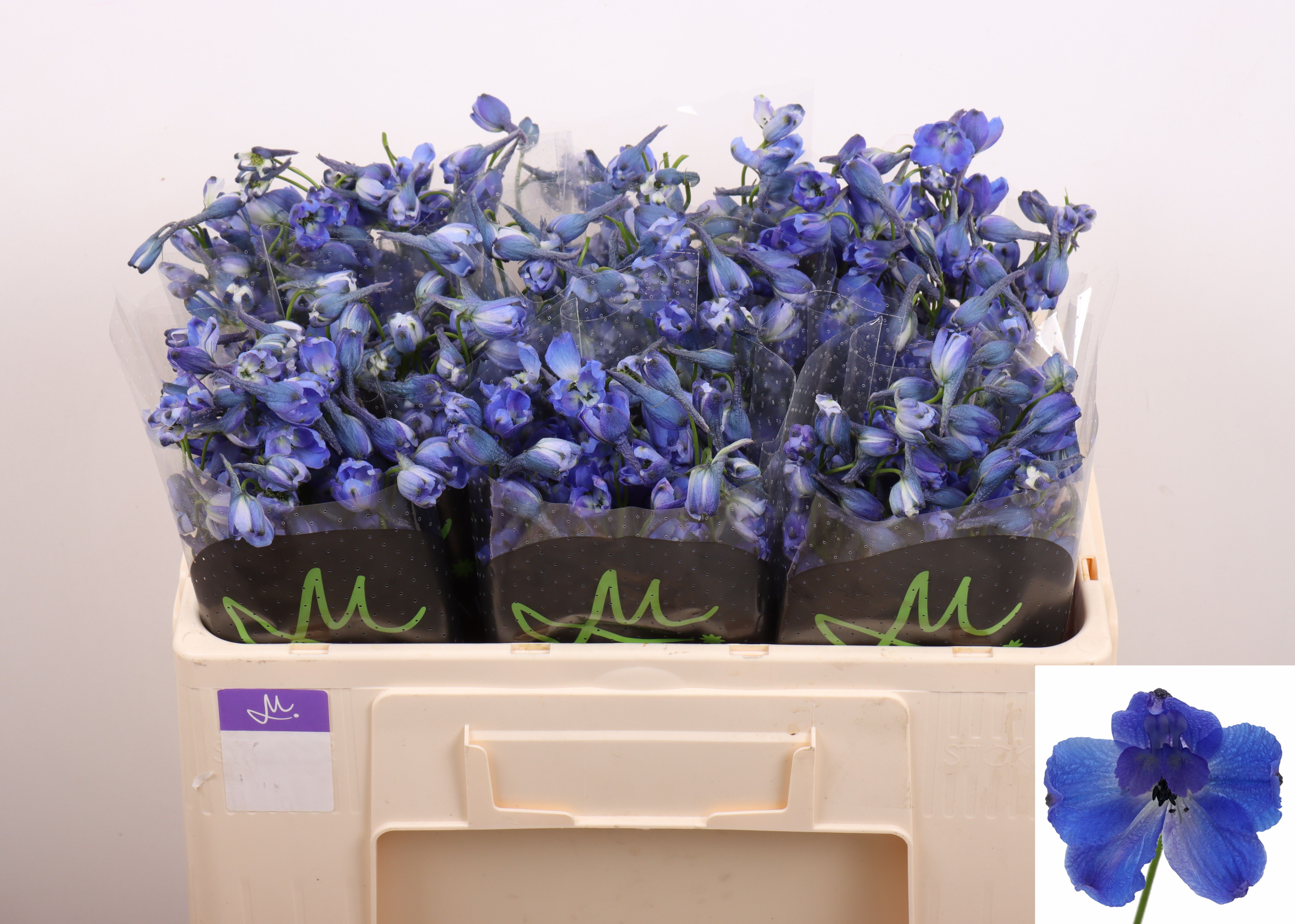 Delph Be Andes Azure 50cm