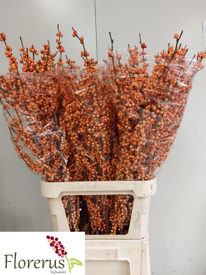 Ilex Winter Gold 100cm
