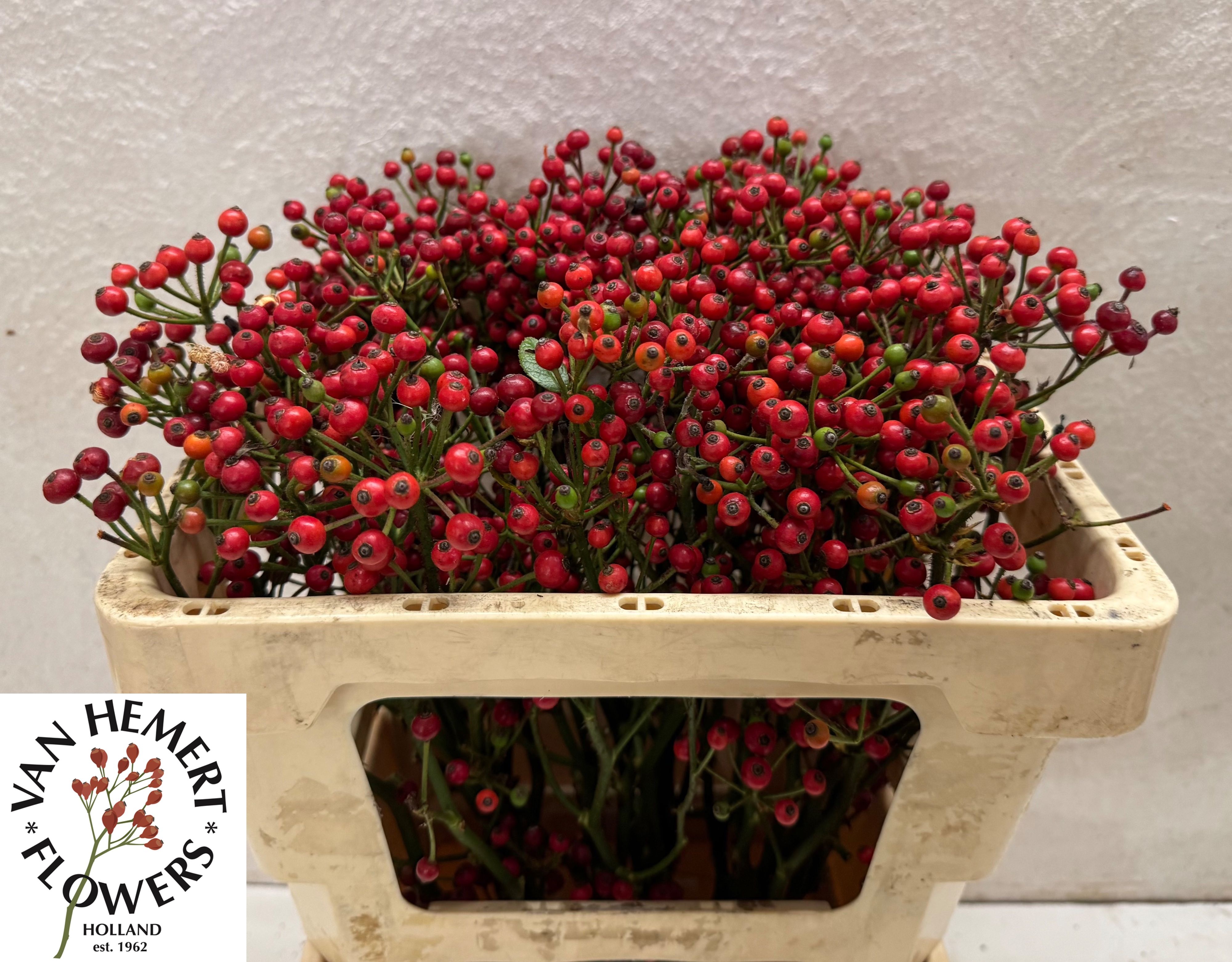 Rosa Red Pearl Hipho 50cm