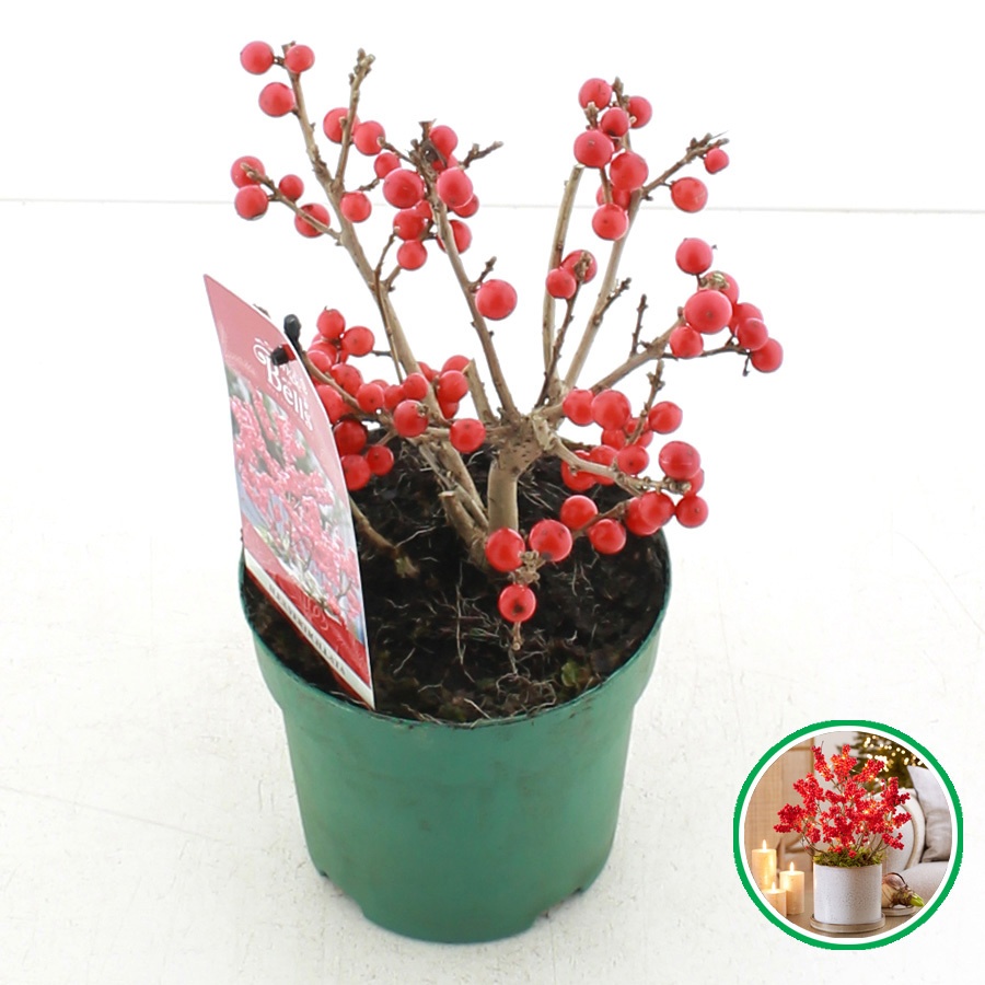 Ilex verticillata 'Jingle Bells'®