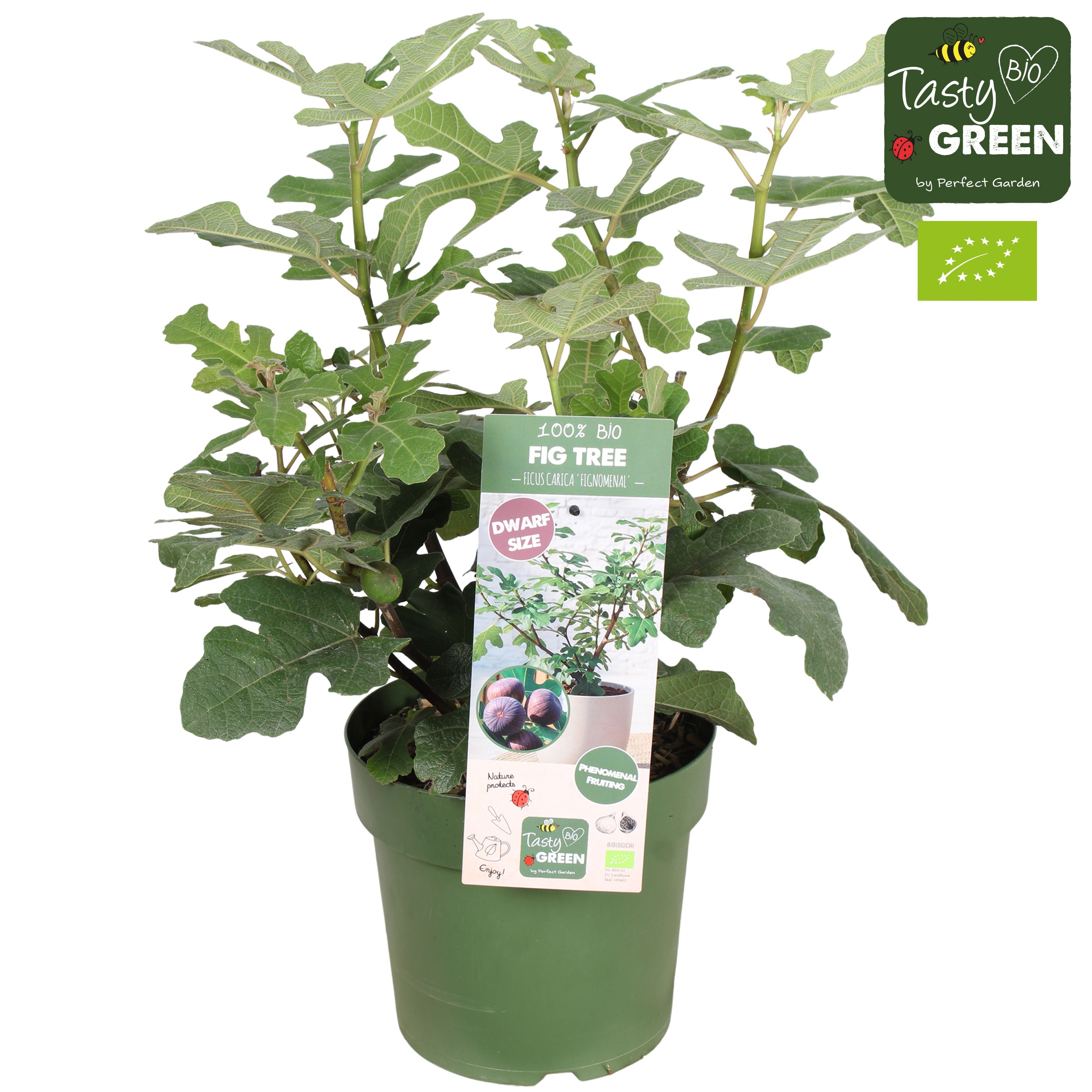 Ficus carica 'Fignomenal' Bio bio
