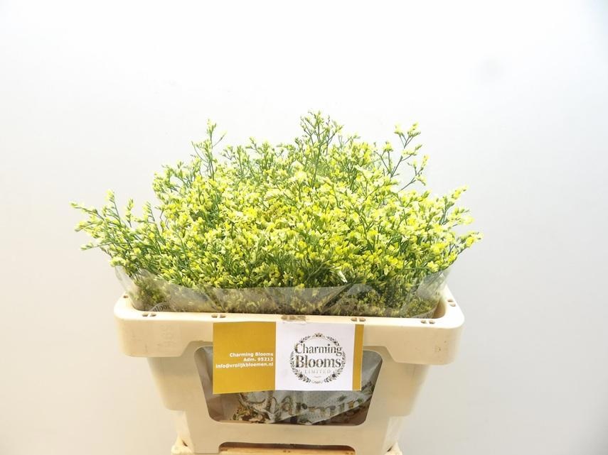 Limonium Sin China Summer 50cm 18gram