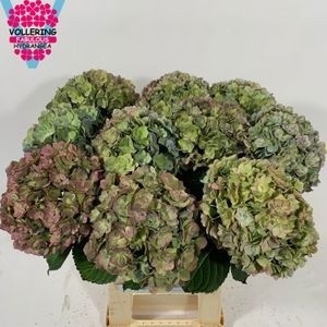 Hydrangea Adora Classic 60cm 18Ø