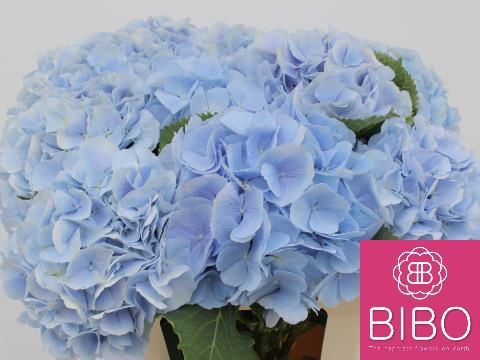Hydr M Ch Verena Bl 60L.cm 44bloei