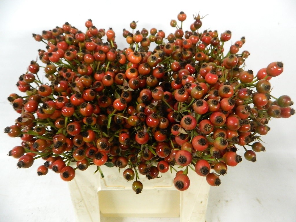 Rosa Class Fruitilia 40cm