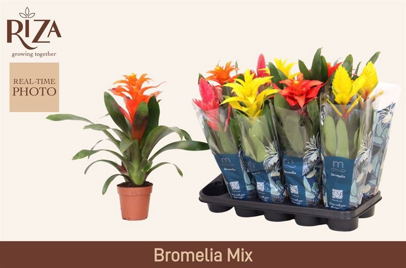 Bromelia Gem 6 Srt 12Ø 45cm
