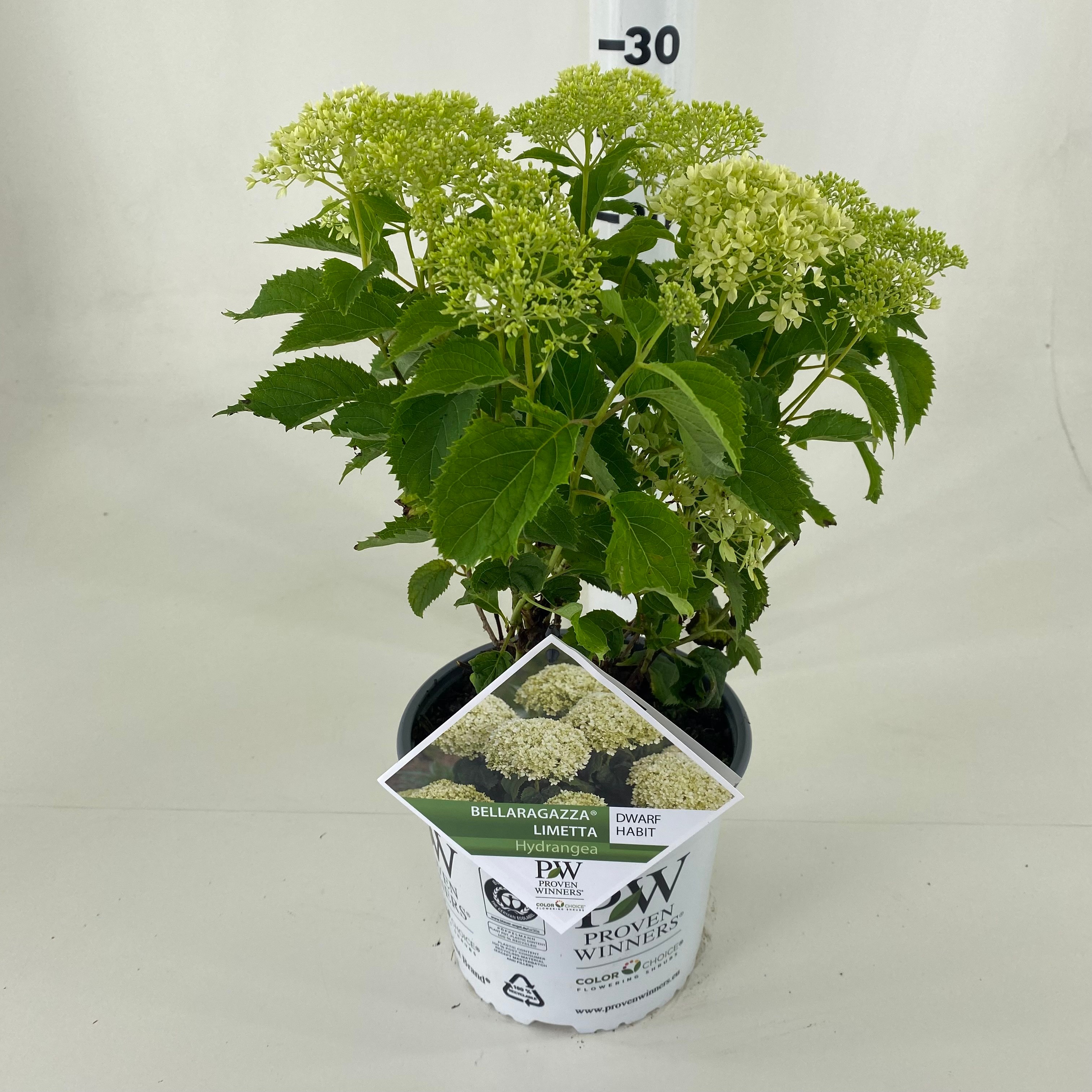 Picture of Hydrangea arb. BellaRagazza ® 'Limetta'