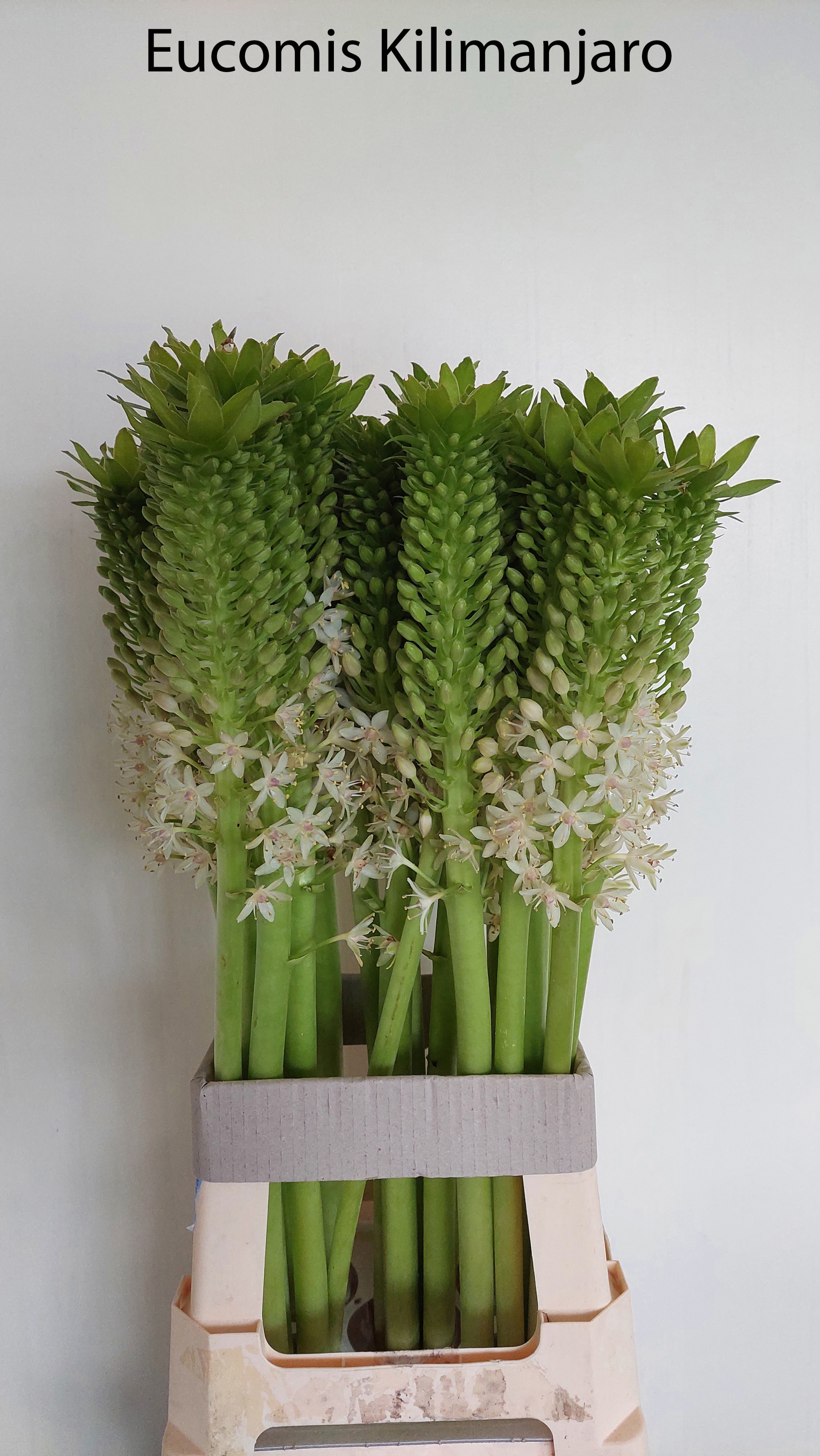 Eucomis Ov