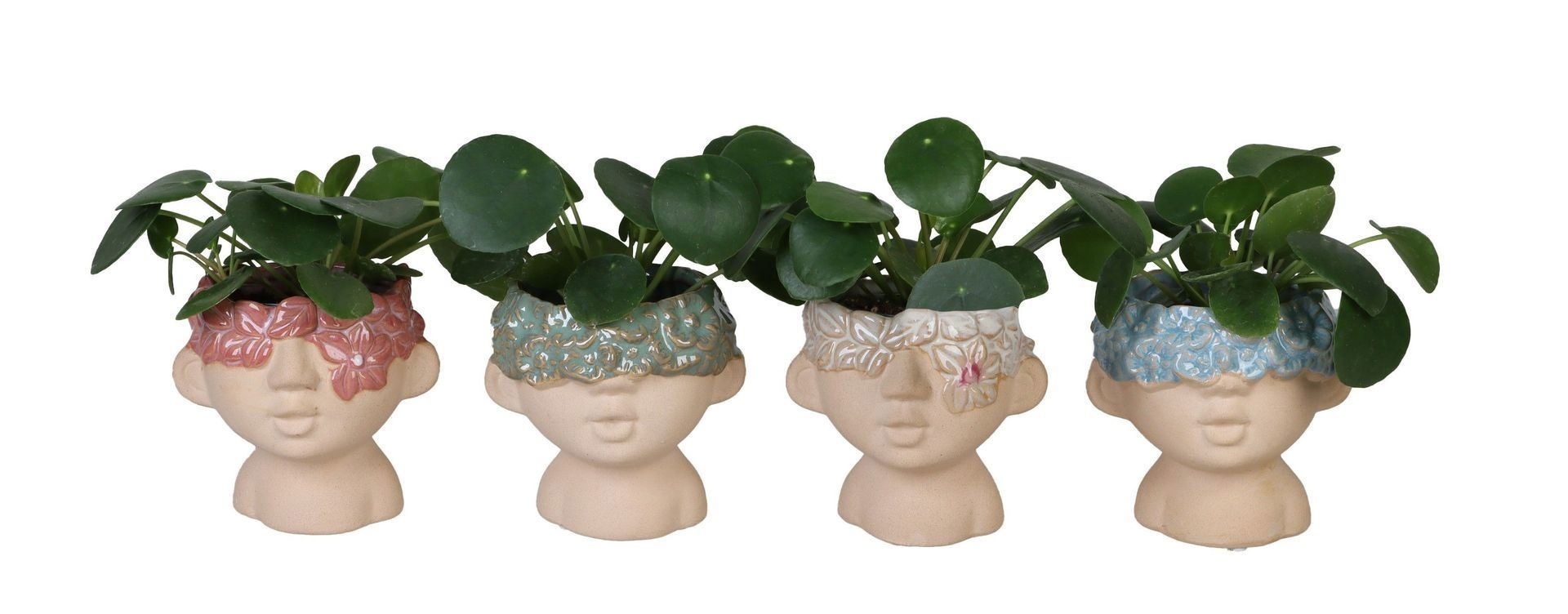 Pilea L 66553 Pilea Peperomioides Mix