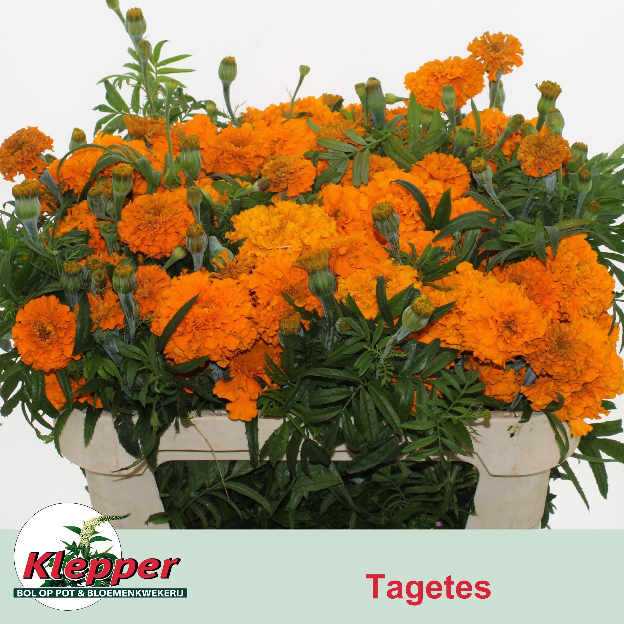 Tag E Promise Orange