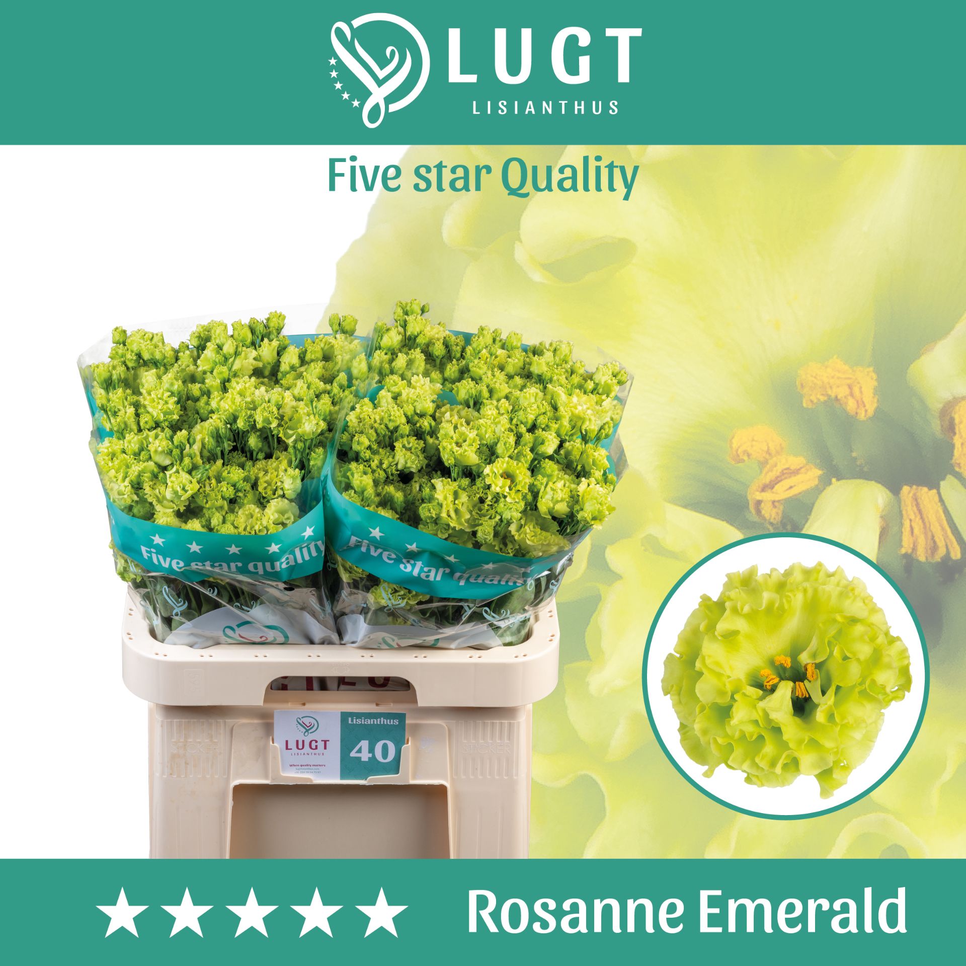 Lisianthus Rosanne Emerald