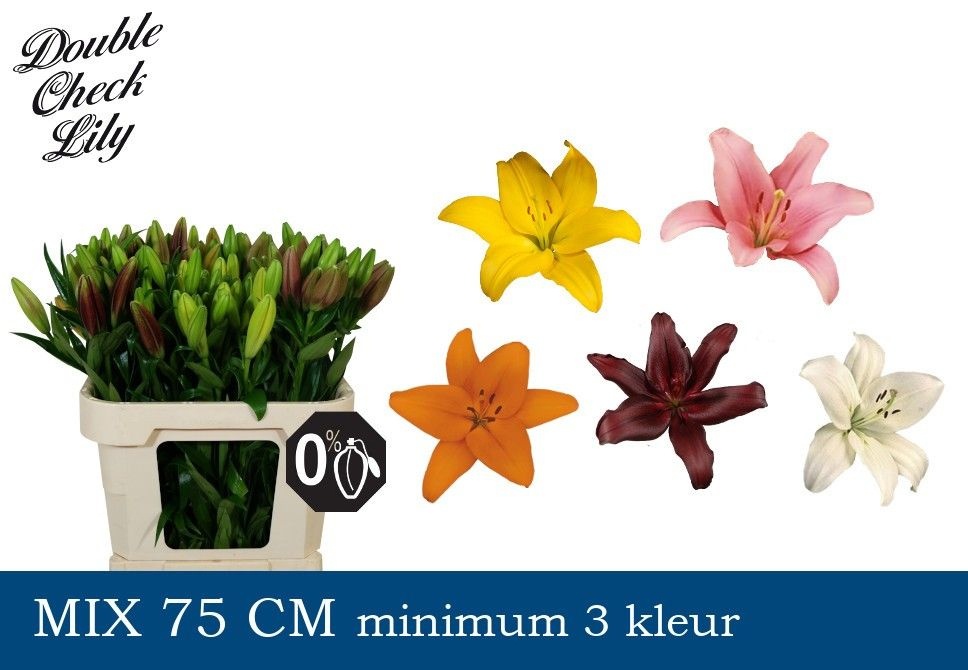 Lilium La Mixed In Bucket 70cm 2/4bl