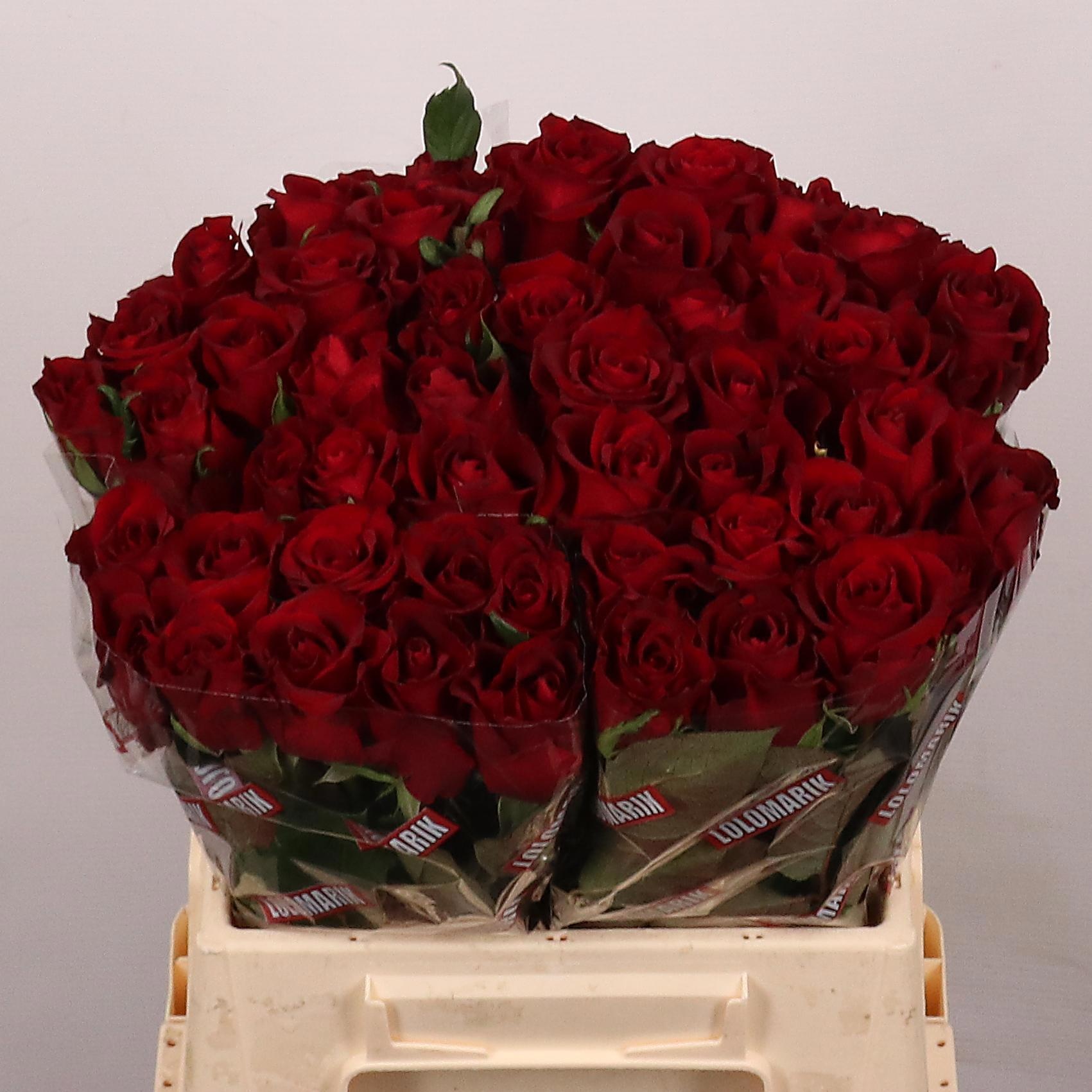 Rosa Ever Red 40cm