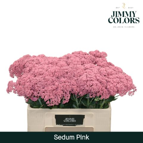 Sedum L55 Pink
