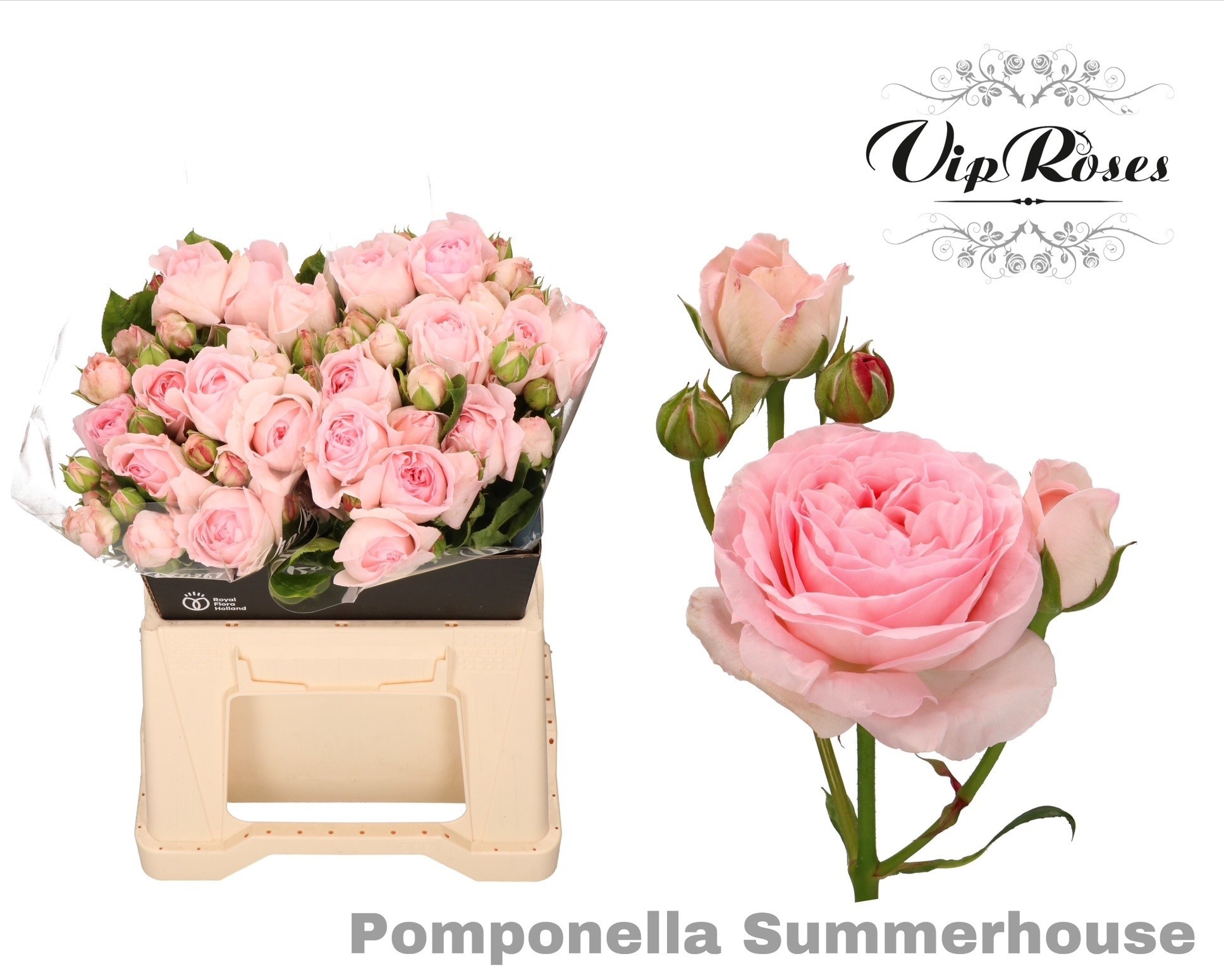 R Tr Pompone Summerh