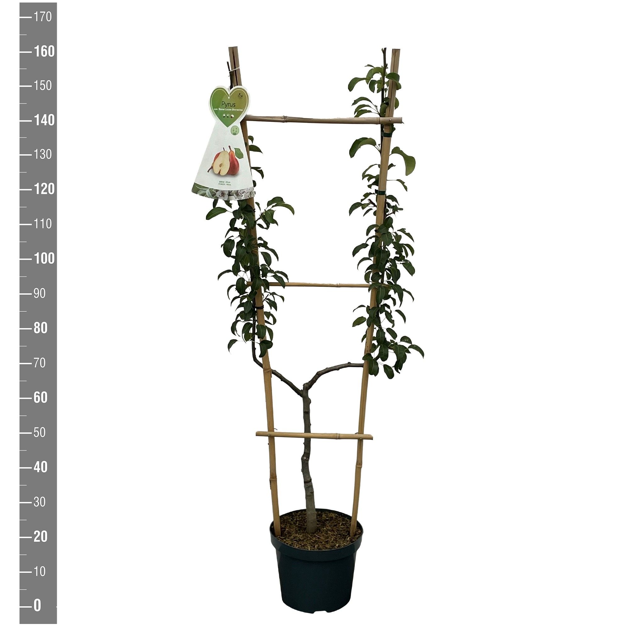 Pyrus c. Bonne Louise U-boom