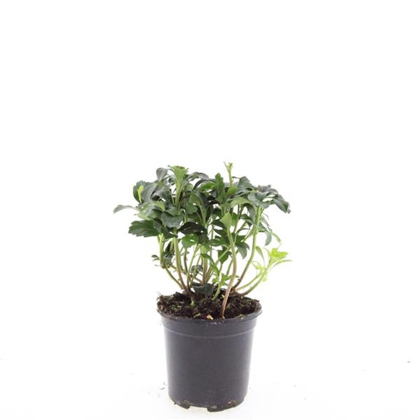 Pachysandra terminalis 'Green Sheen'