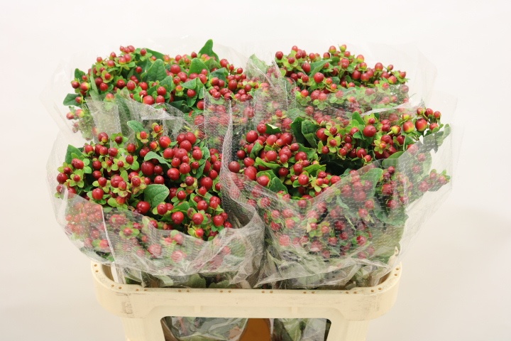 Hypericum Magical Season Big Brown 70cm