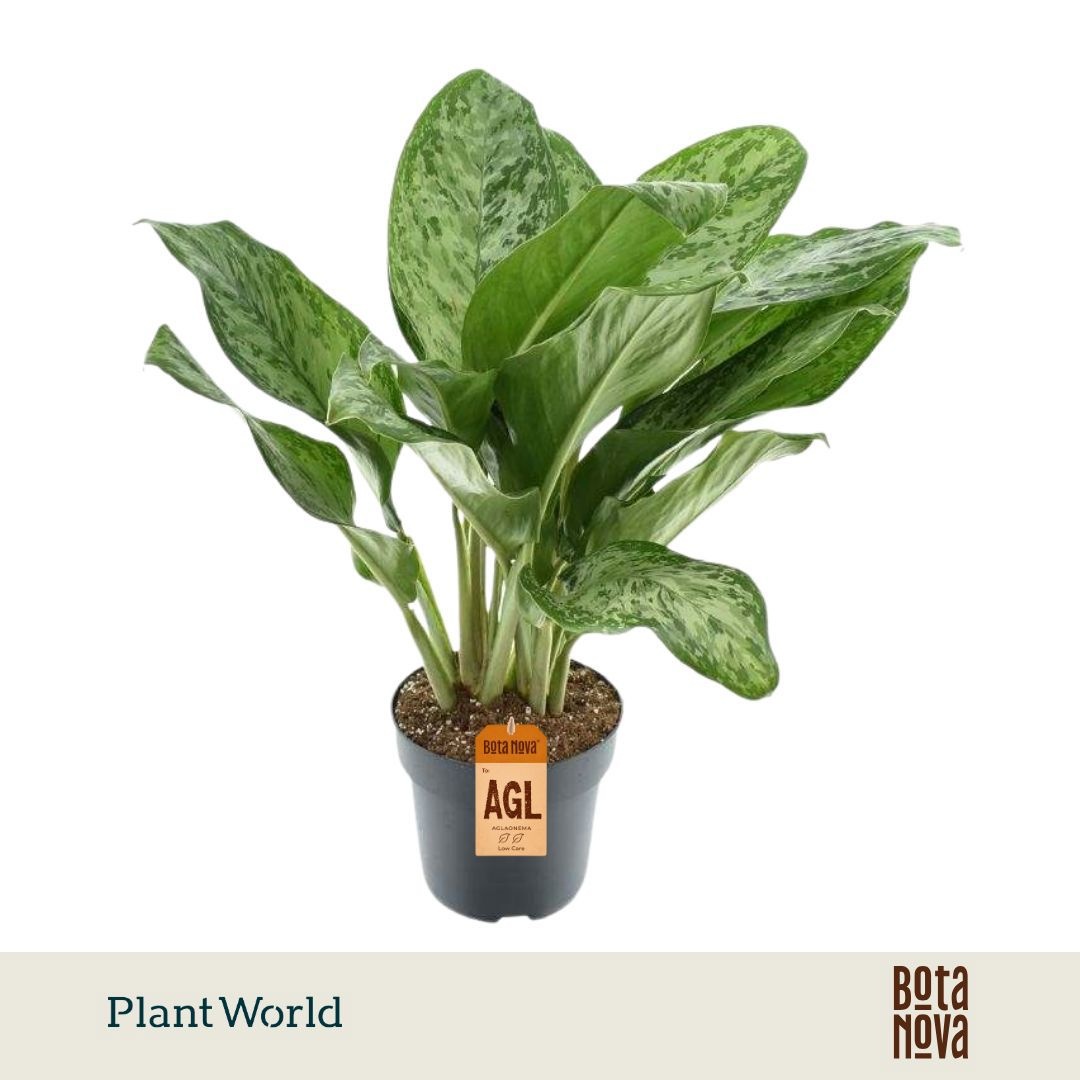 Aglaonema 'Greenlight'