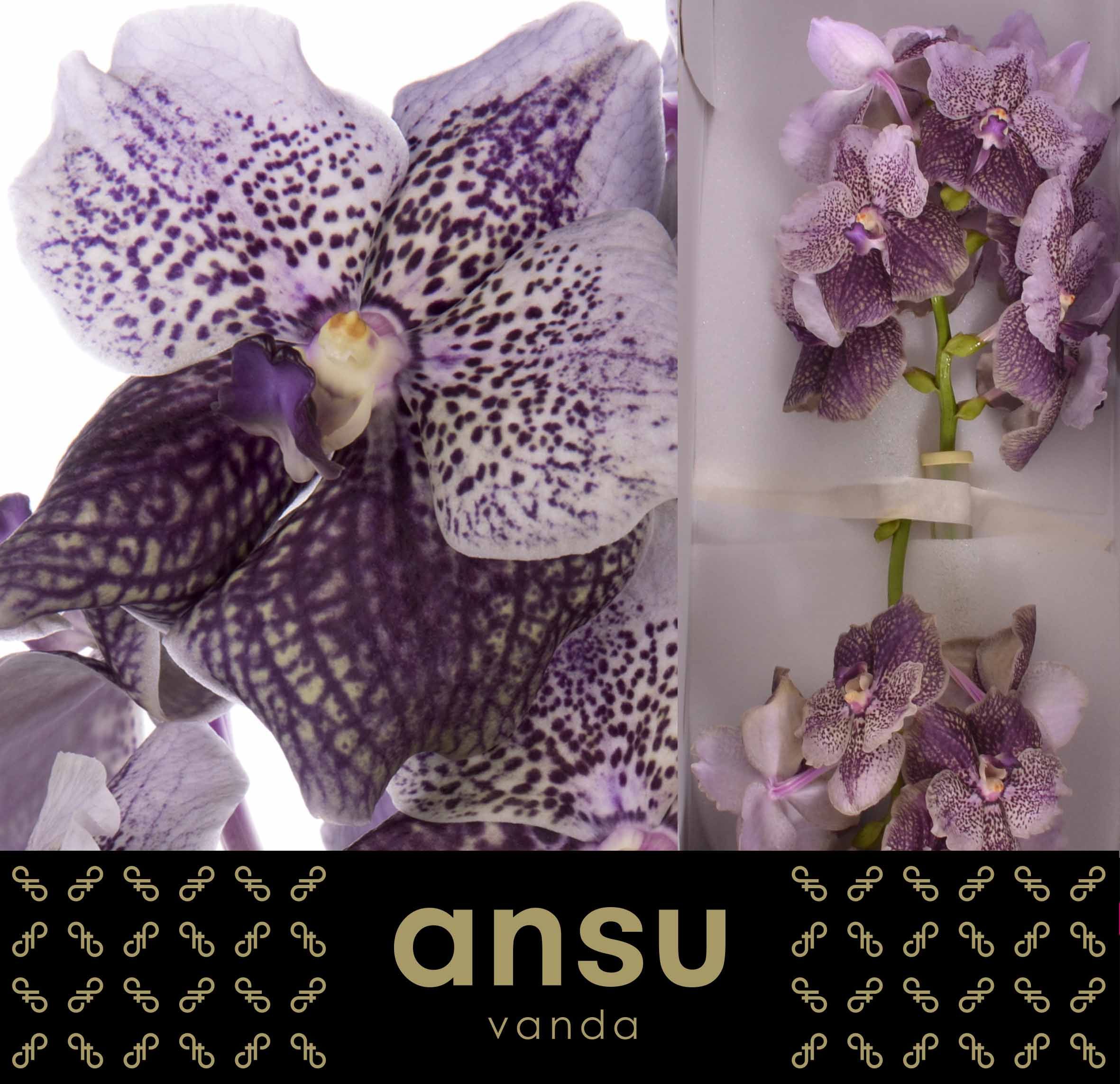 Vanda Di Ant Mauv Pl