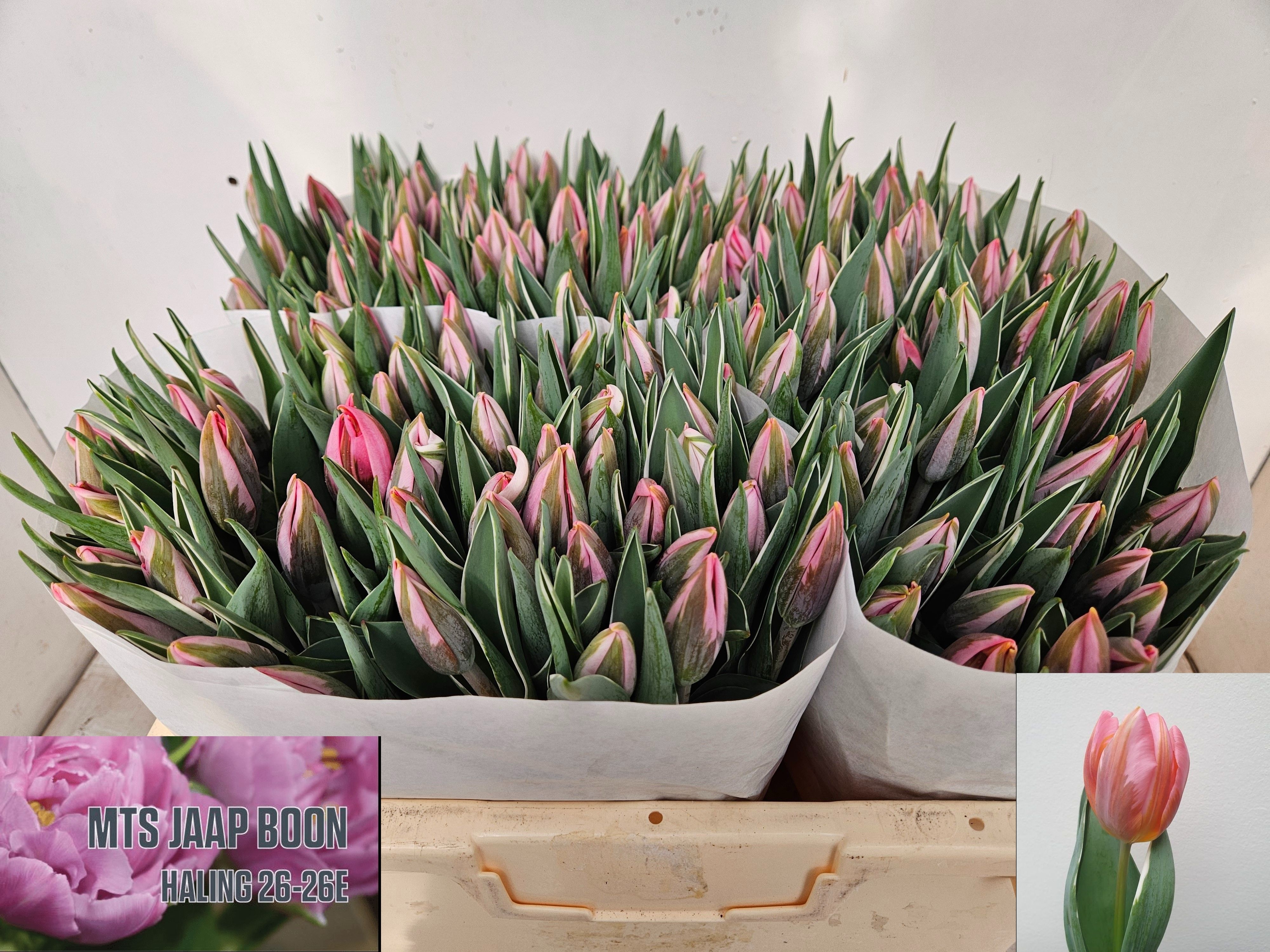 Tulipa Pretty Princes 36cm 34gram