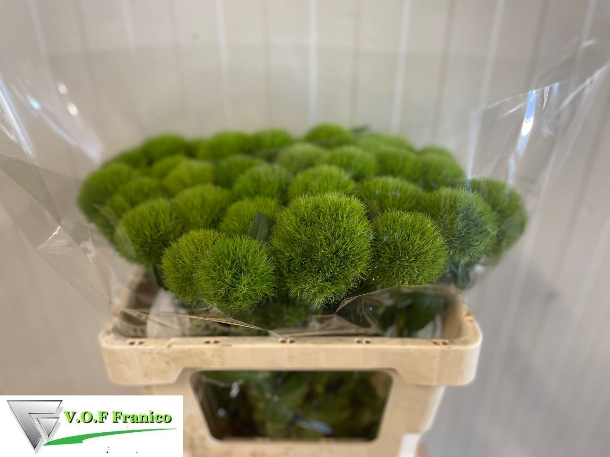 Dianthus Barb Green Trick 50cm