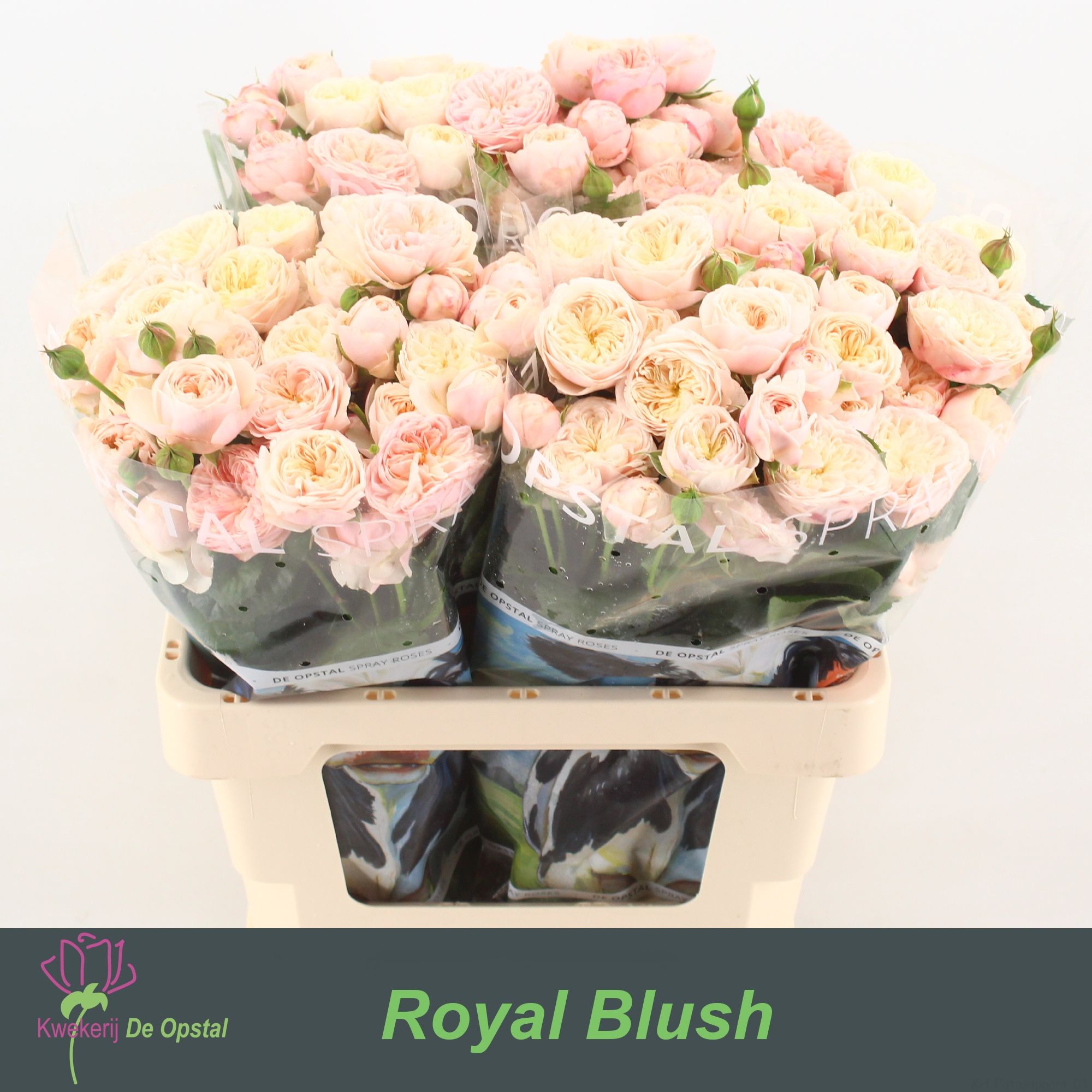 R Tr Royal Blush