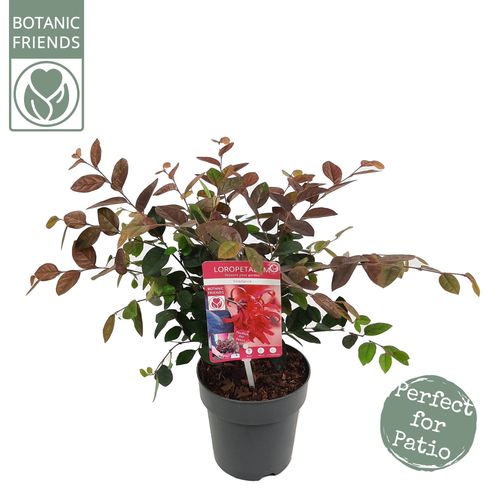Loropetalum ch. 'Fire Dance'p15 Son