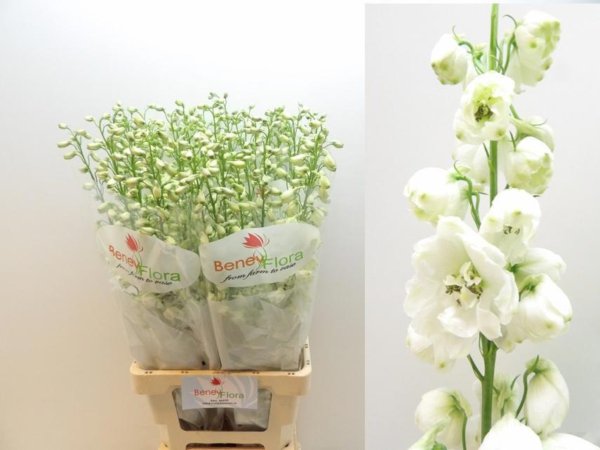 Delphinium Elatum Guard White 80cm