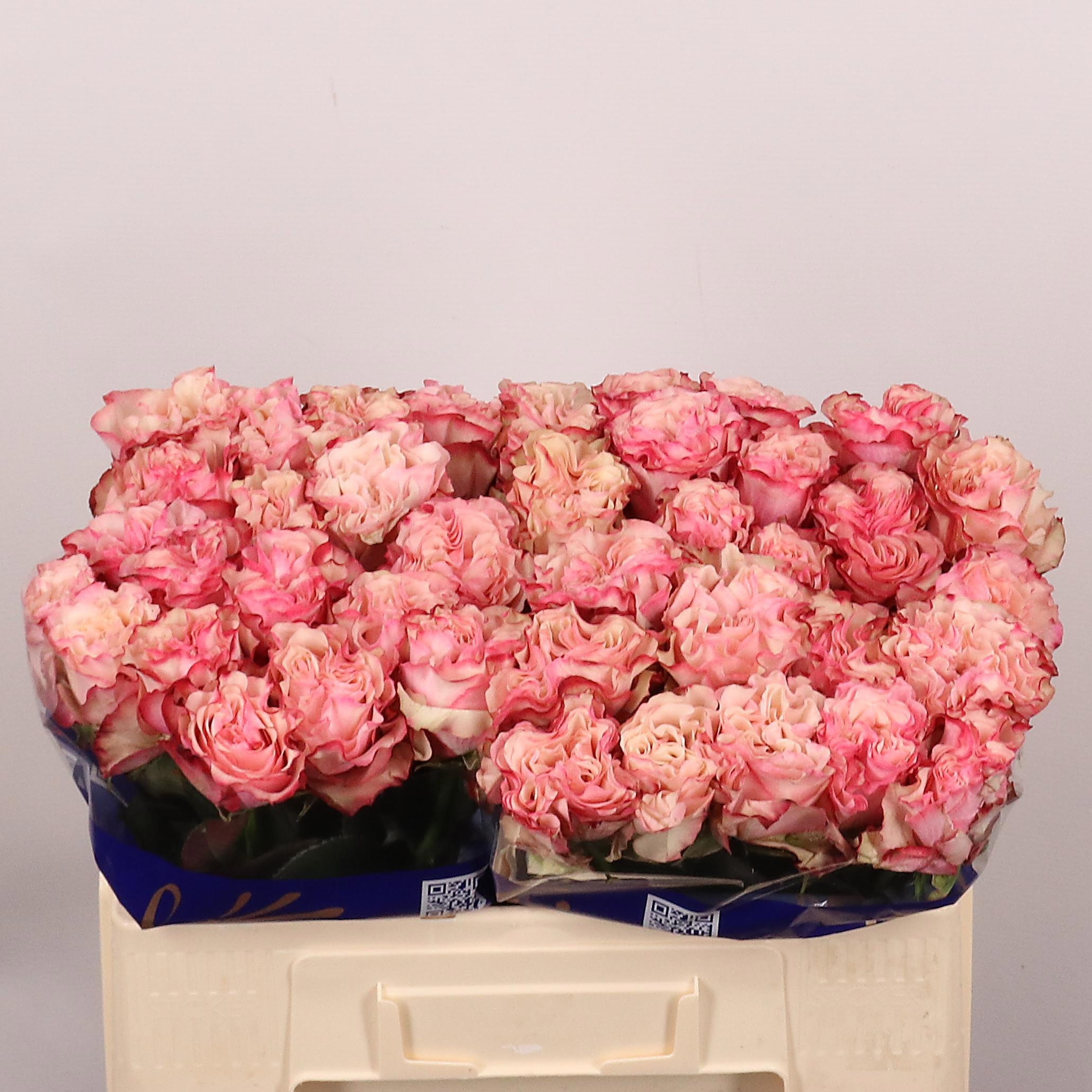 Rosa Country Candy 50cm