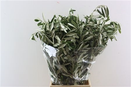 Olea Europaea Bs