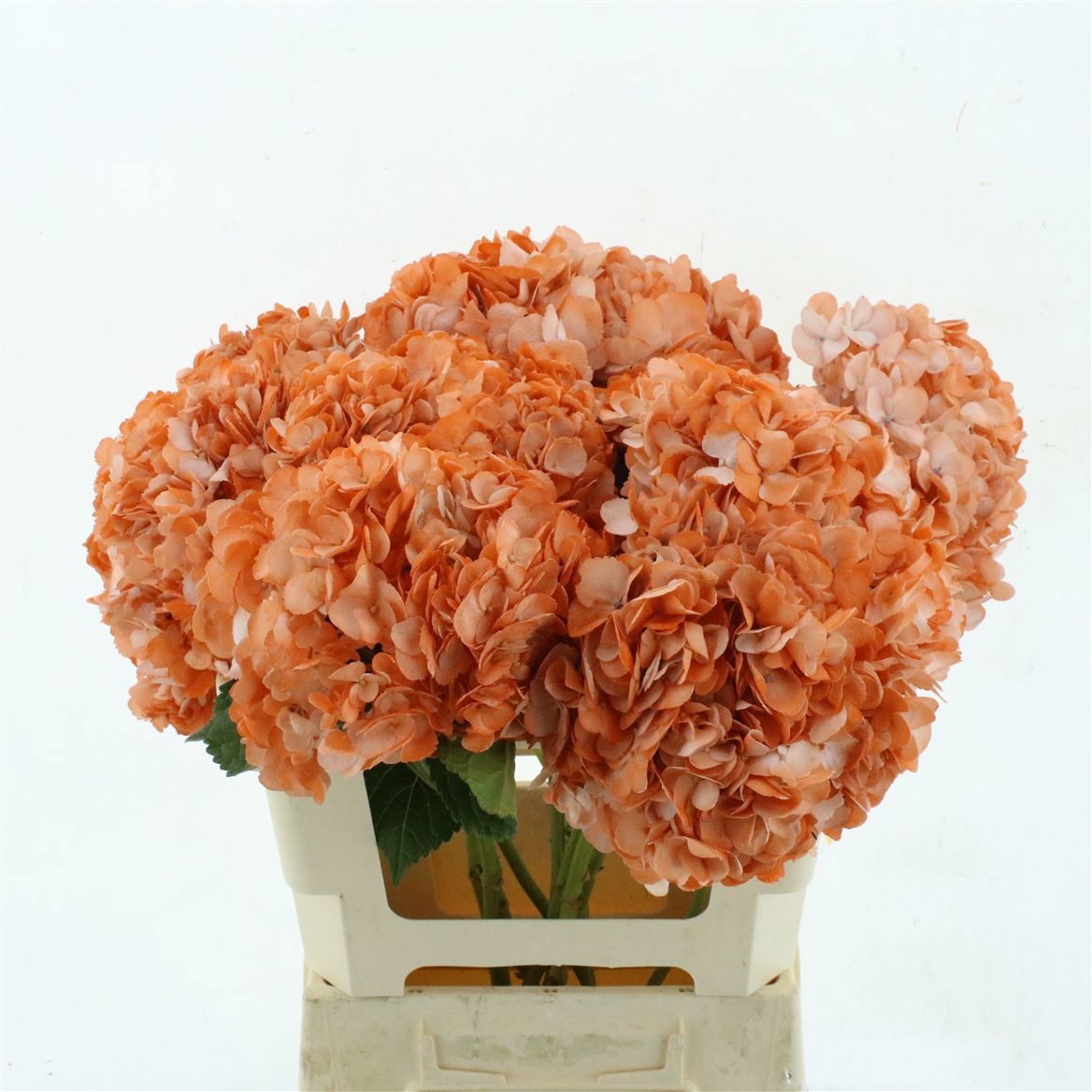 Hydrangea 60cm 19Ø