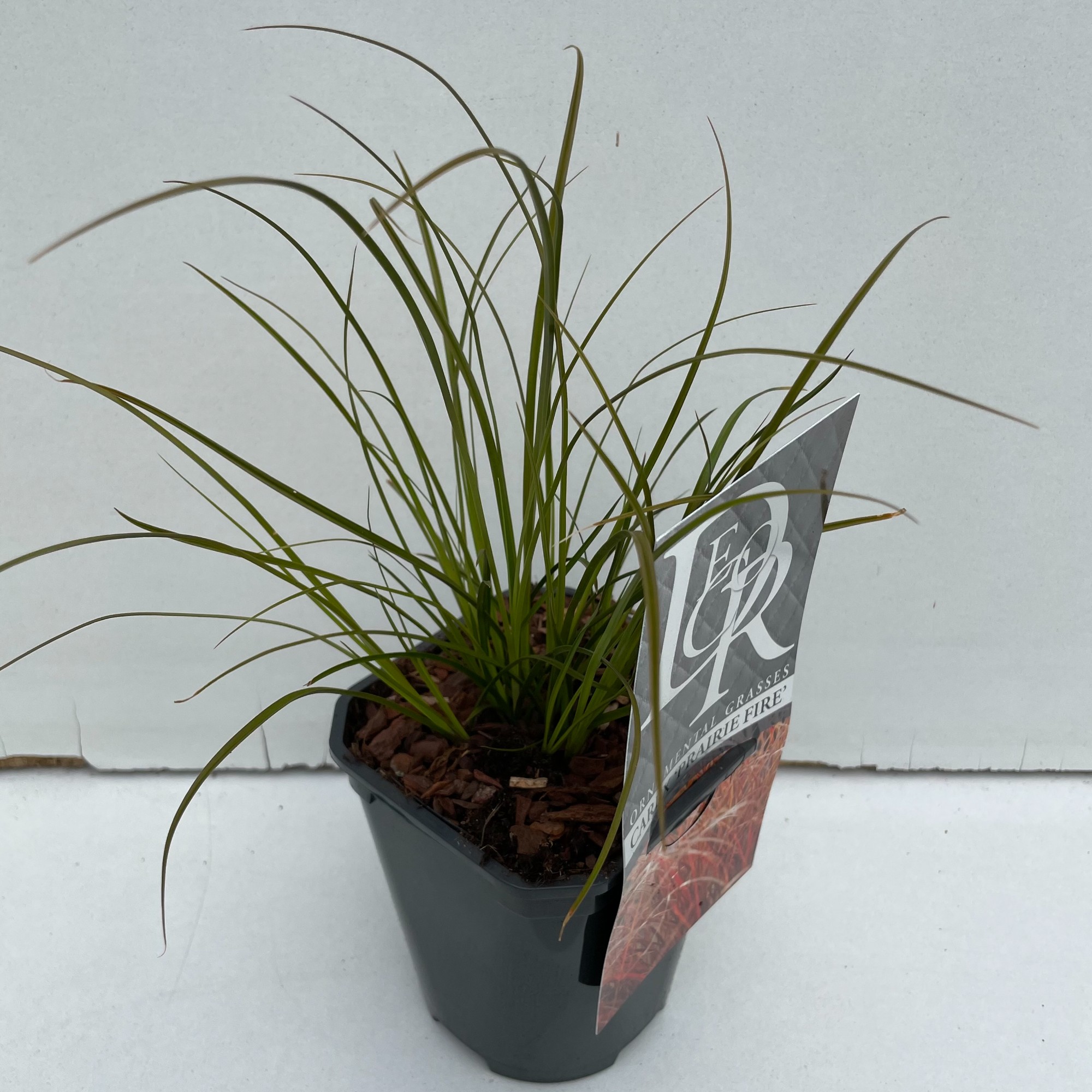 Picture of Carex Prairy Fire P13-SQUARE