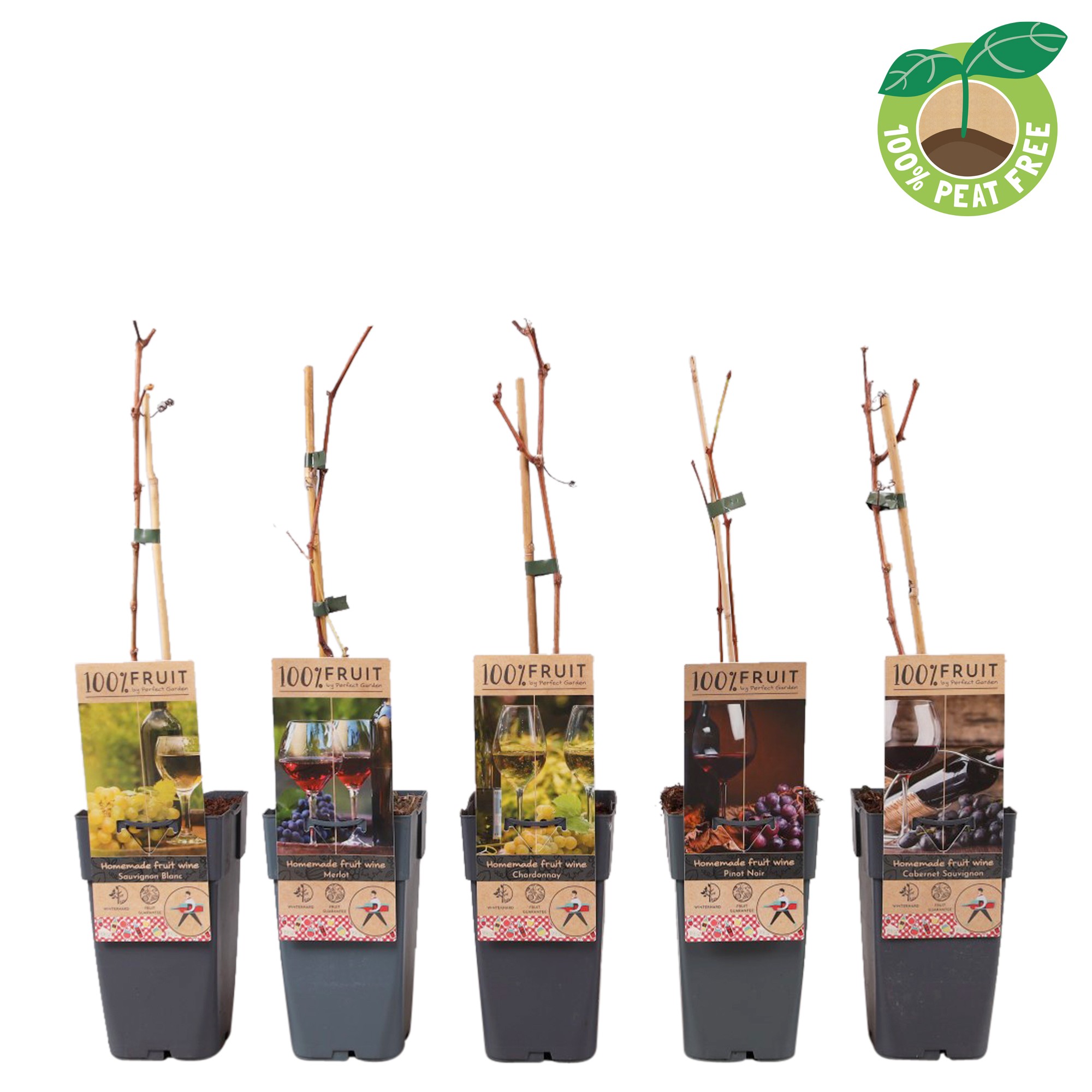 Picture of Wine theme fruitplants in varieties P15 (2 Ltr/high)