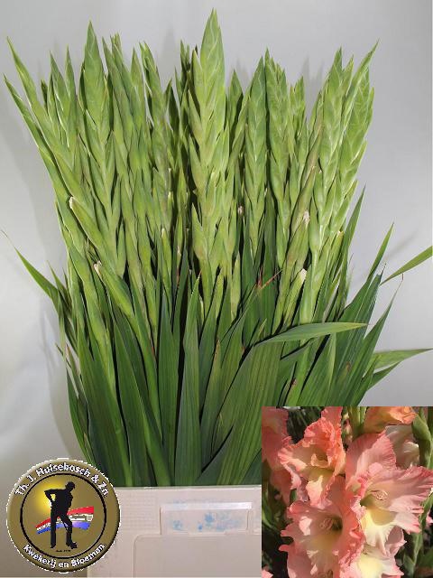Gladiolus Careless 100cm 180gram