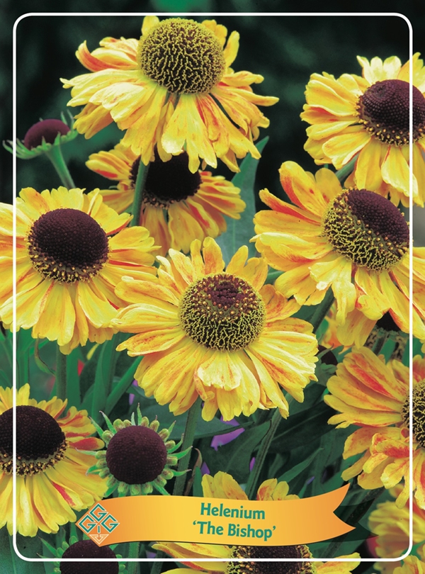 Picture of Helenium Mix 6x10 srt. per shelve P11