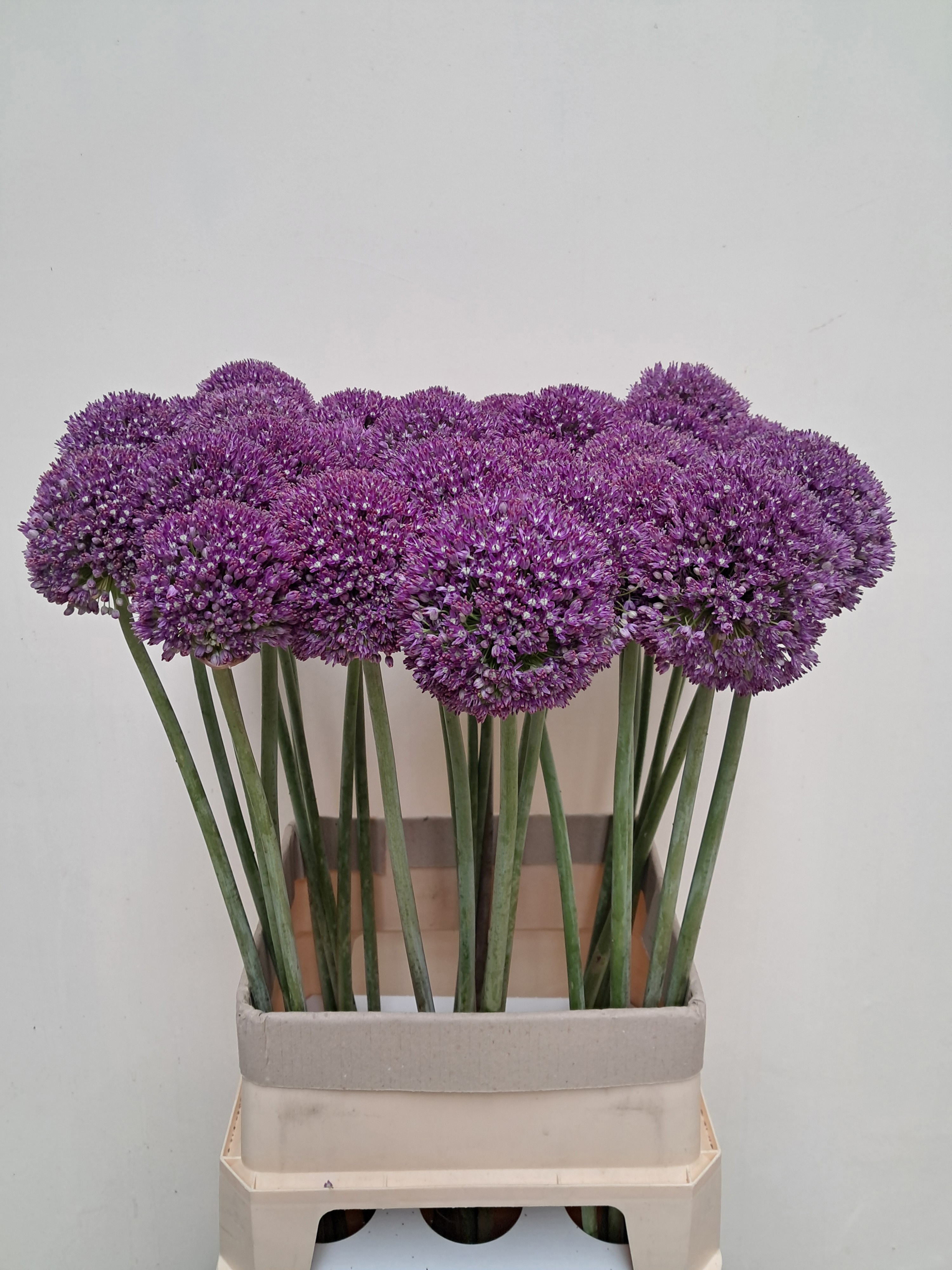 Allium Ambassador