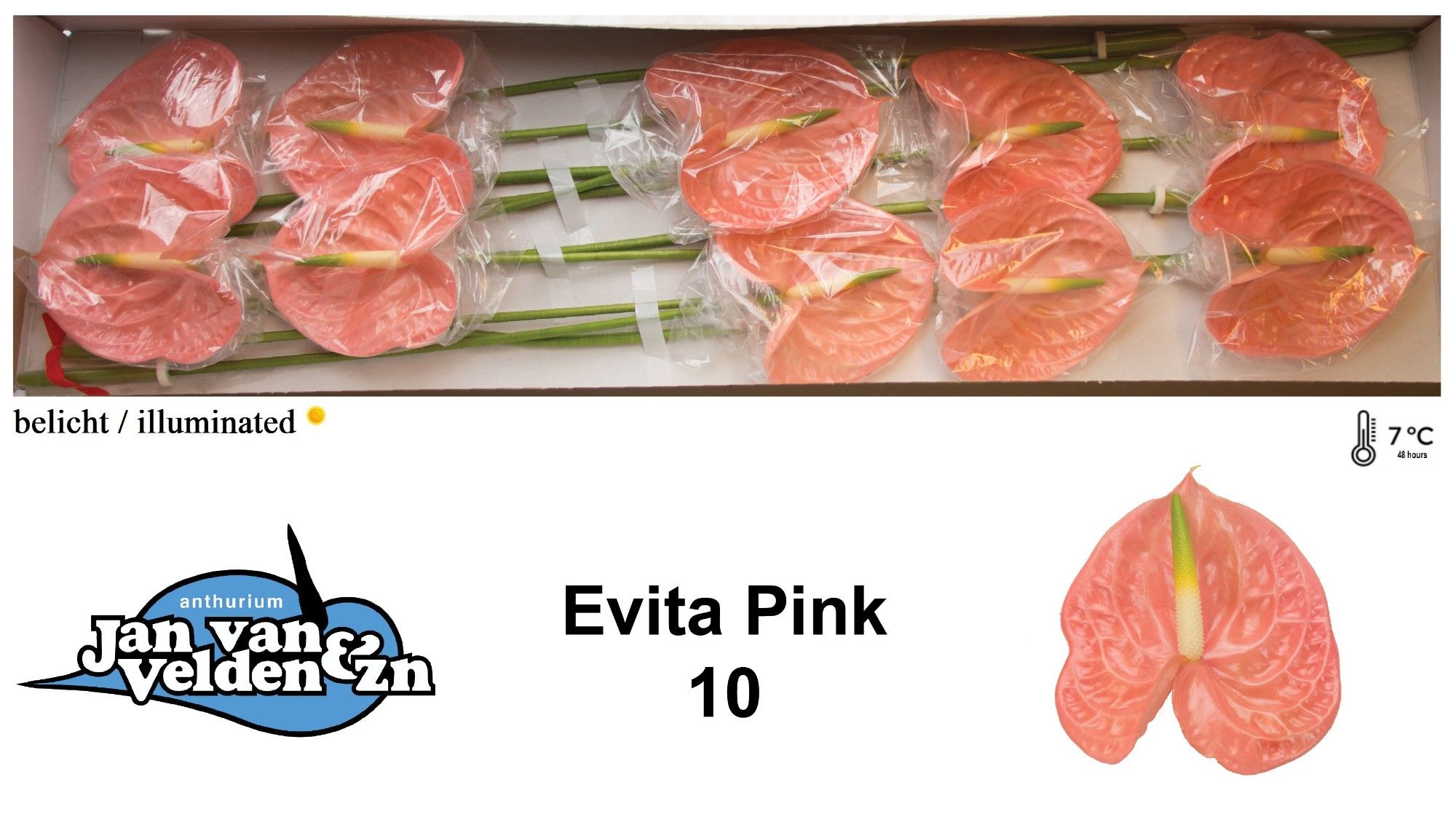 Anth A Evita Pink