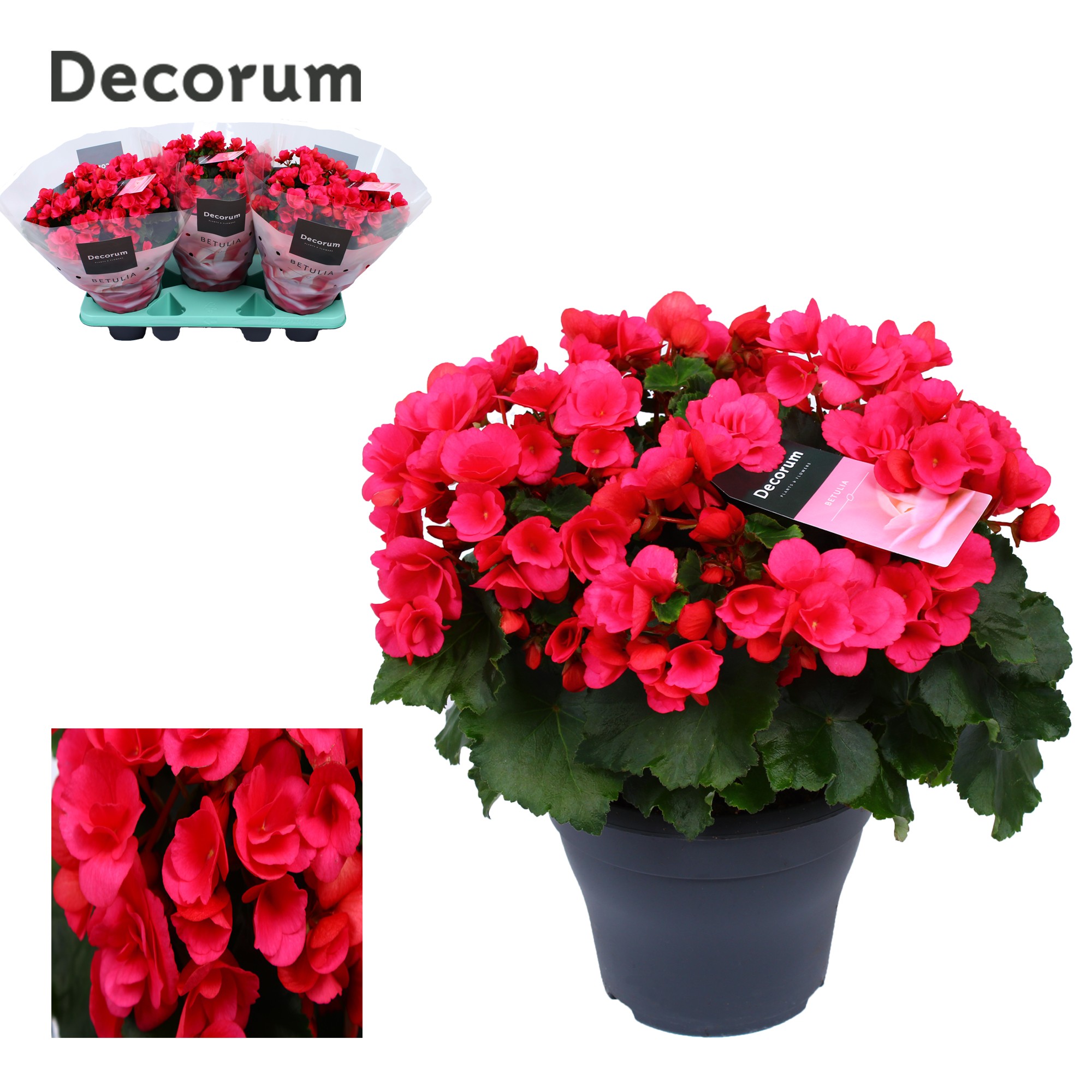 Begonia betulia 'pink' lila Decorum