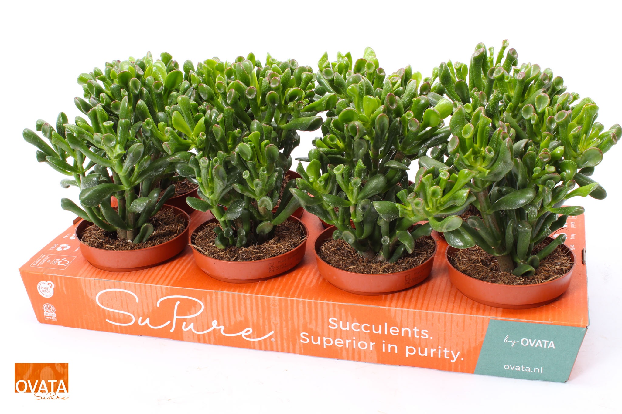 Picture of Crassula trompet 12 WOODS