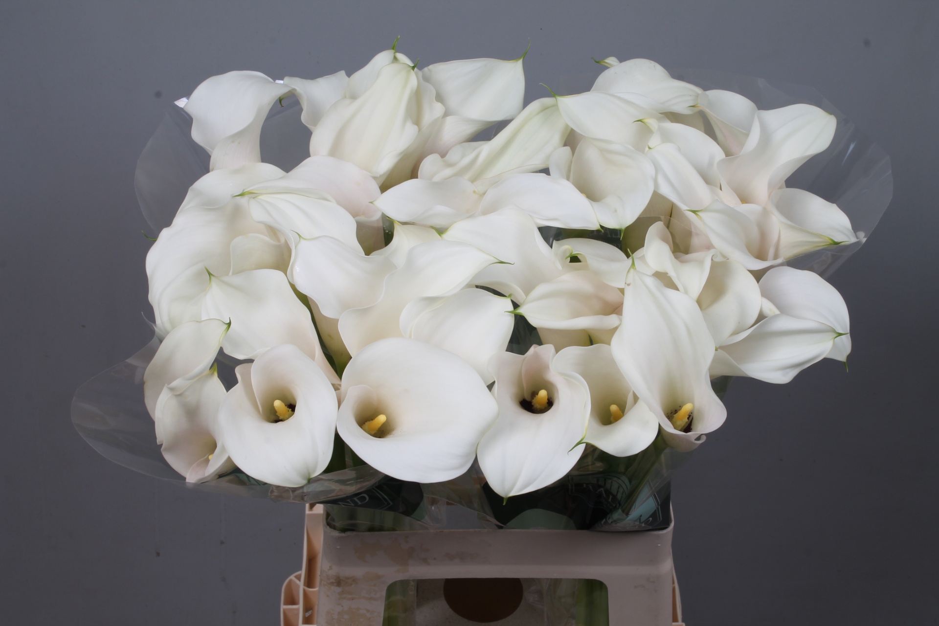 Calla Capt Ventura 65cm