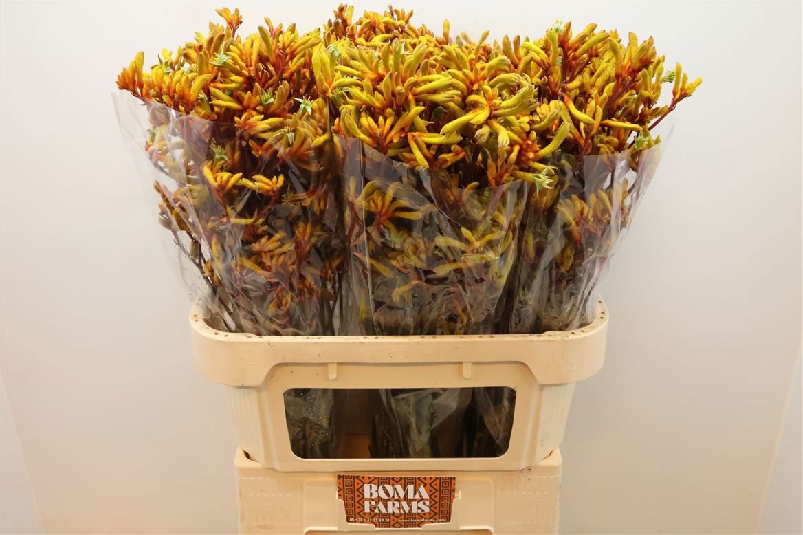 Anigozanthos Gold Fever 80cm