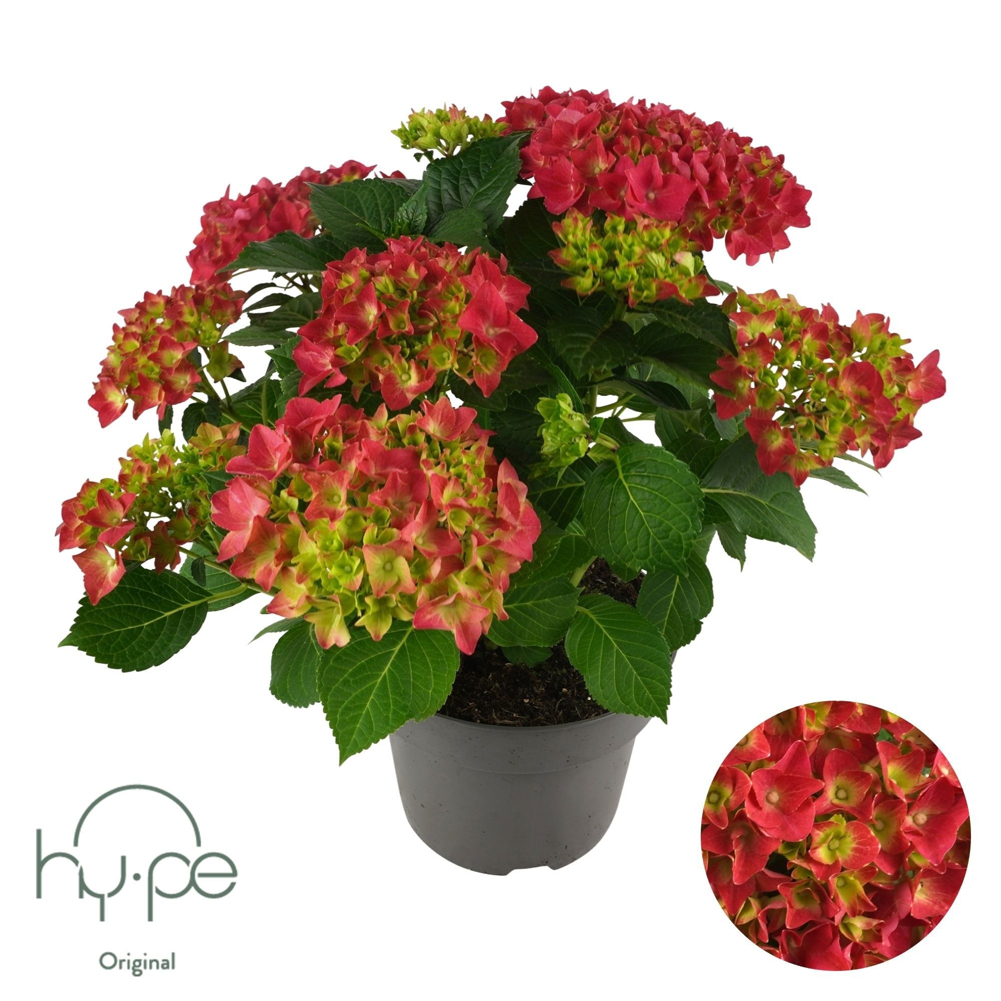 Hydrangea Mophead Red 7+ | Hy-pe Original