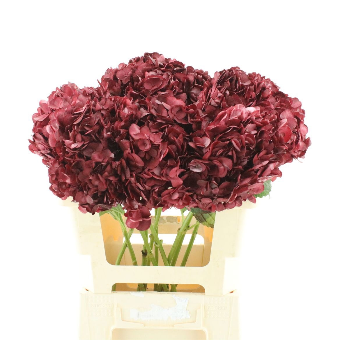 Hydrangea 60cm 19Ø
