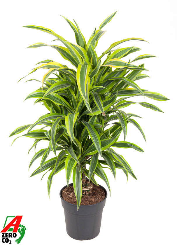 Picture of Dracaena Lemon Lime branched P24 110cm