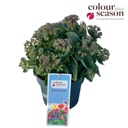Sedum Seduction P19 Roest