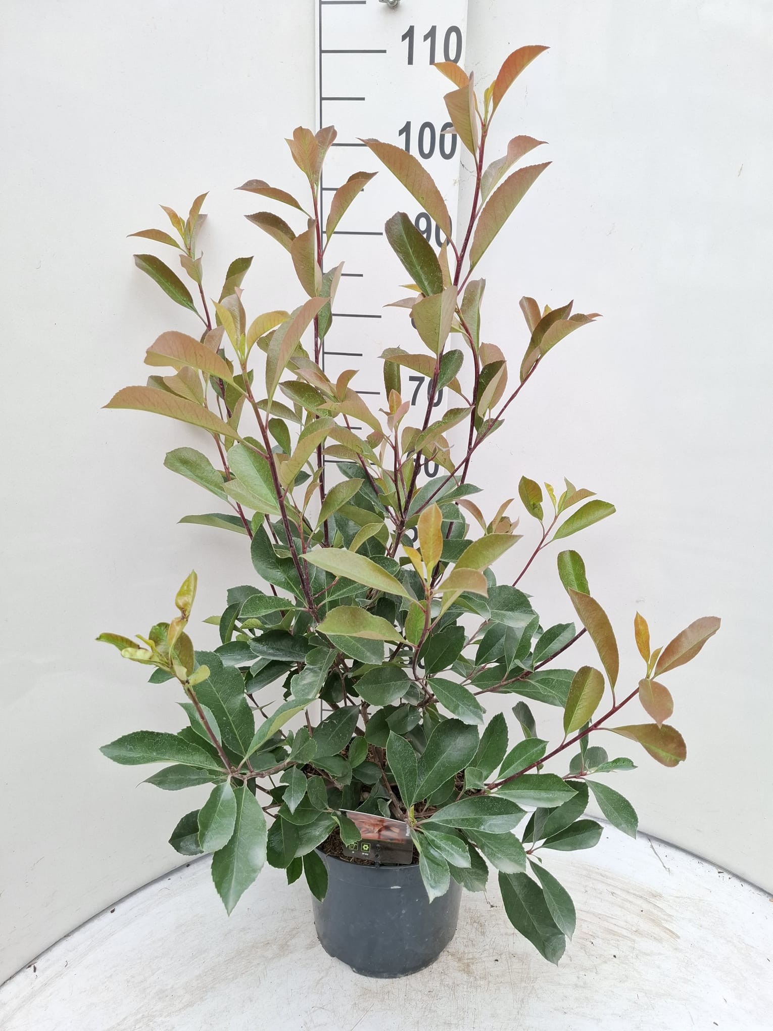 Photinia fraseri 'Red Robin'